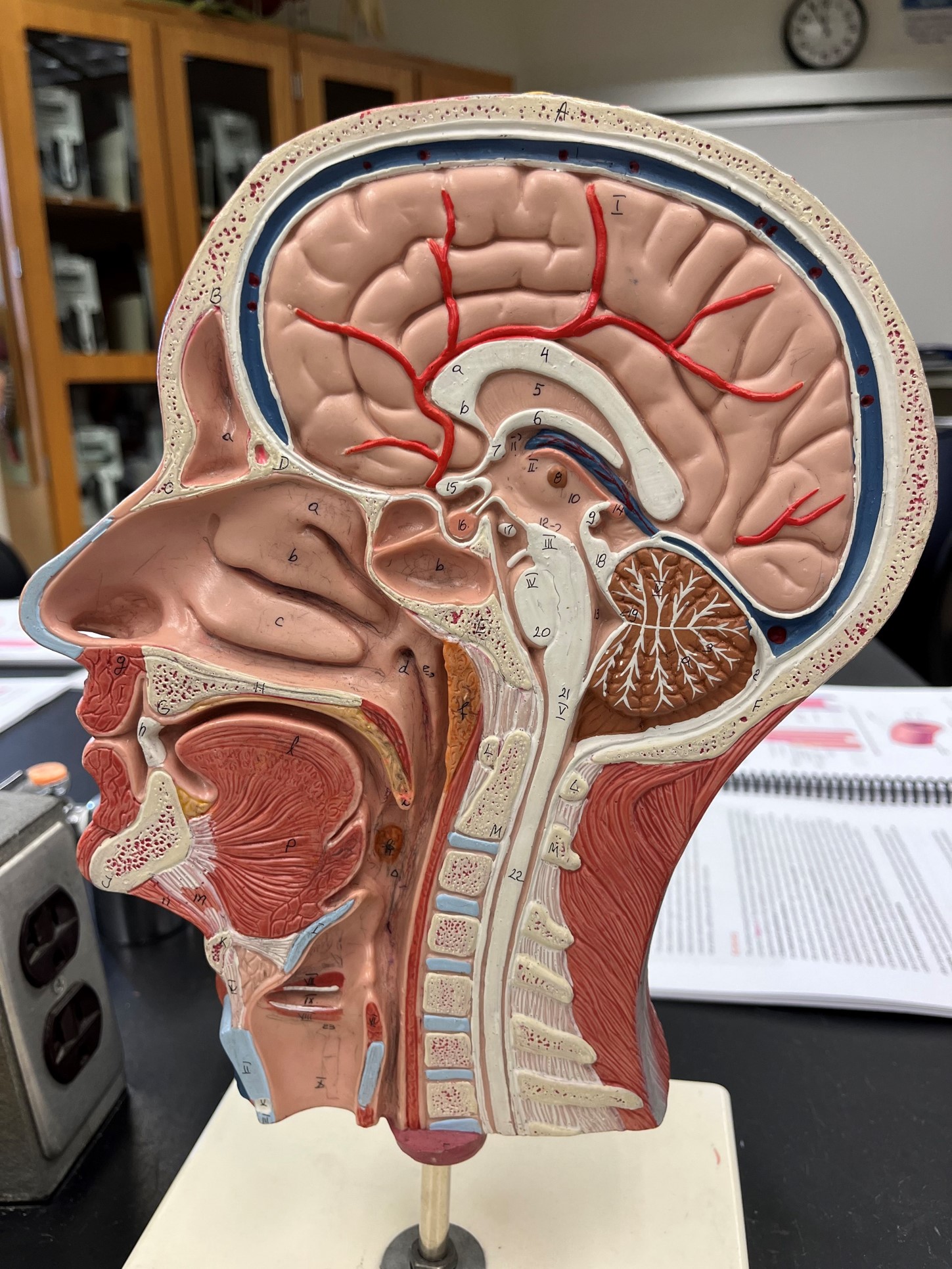 <p>• A vein of the cerebral circulation.</p>
<p>• Drains the deep brain.</p>
<p>• Empties into the internal jugular vein.</p>