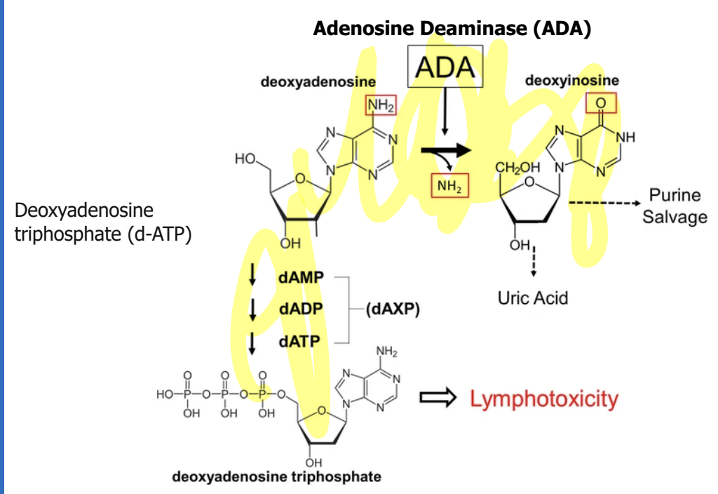 <p>Adenosine deaminase (ADA) prevents lymphocytoxity by converting deoxyadenosine to deoxyinosine (deaminates/NH2 adenosine), → reduces deoxyadenosine levels that can inhibit T-cell activation and proliferation, inhibiting lymphotoxicity</p>