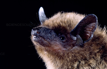 <p>evening bat</p>