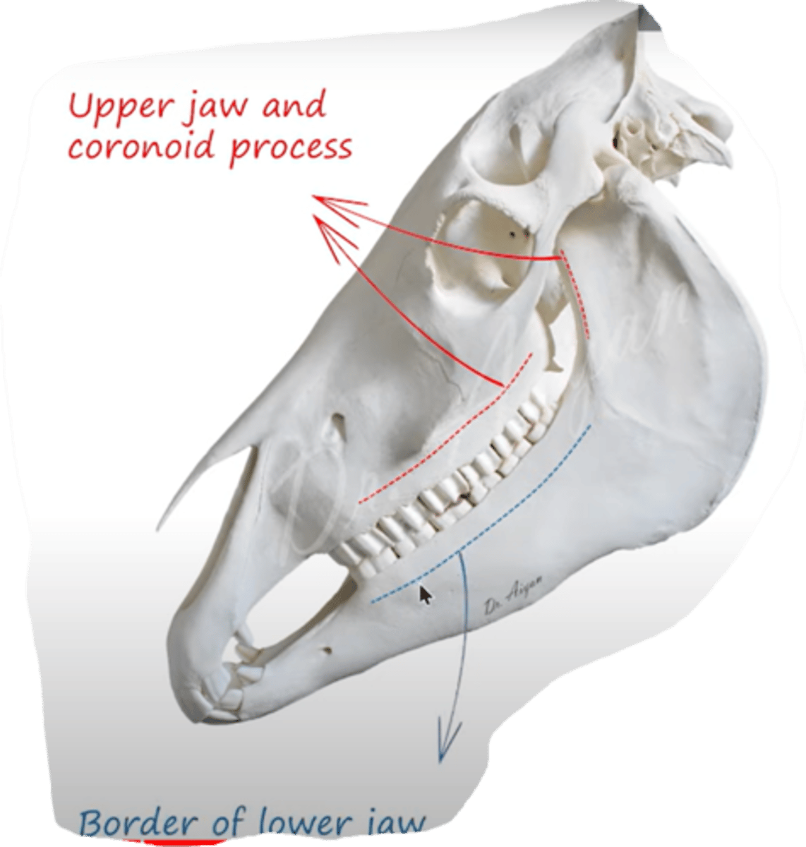 <p>what muscle covers this area? what parts does it have?</p>