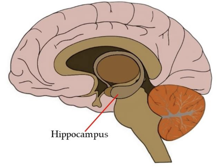 <p>A brain structure involved in memory formation and spatial navigation. </p>