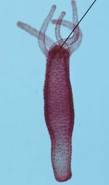 <p>Phylum? Pointing to?</p>