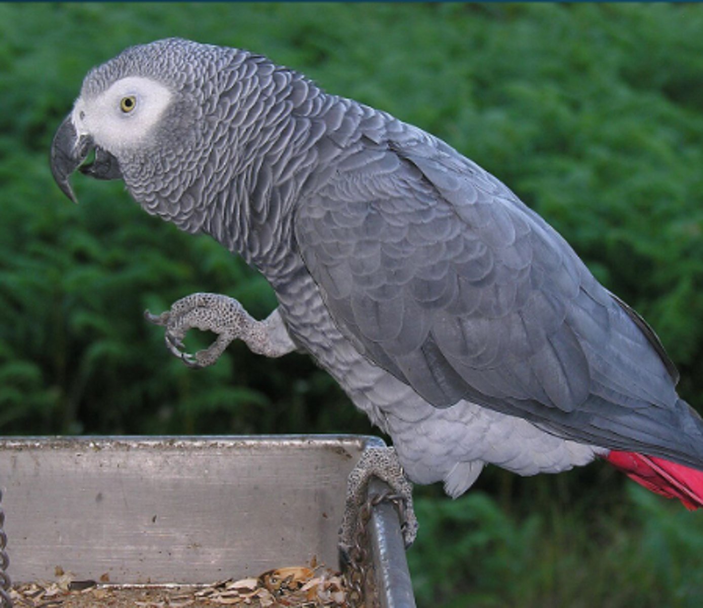 <p>What medication do you want to give to help with 34 year old congo african grey who has recently started having seizures at home?</p>