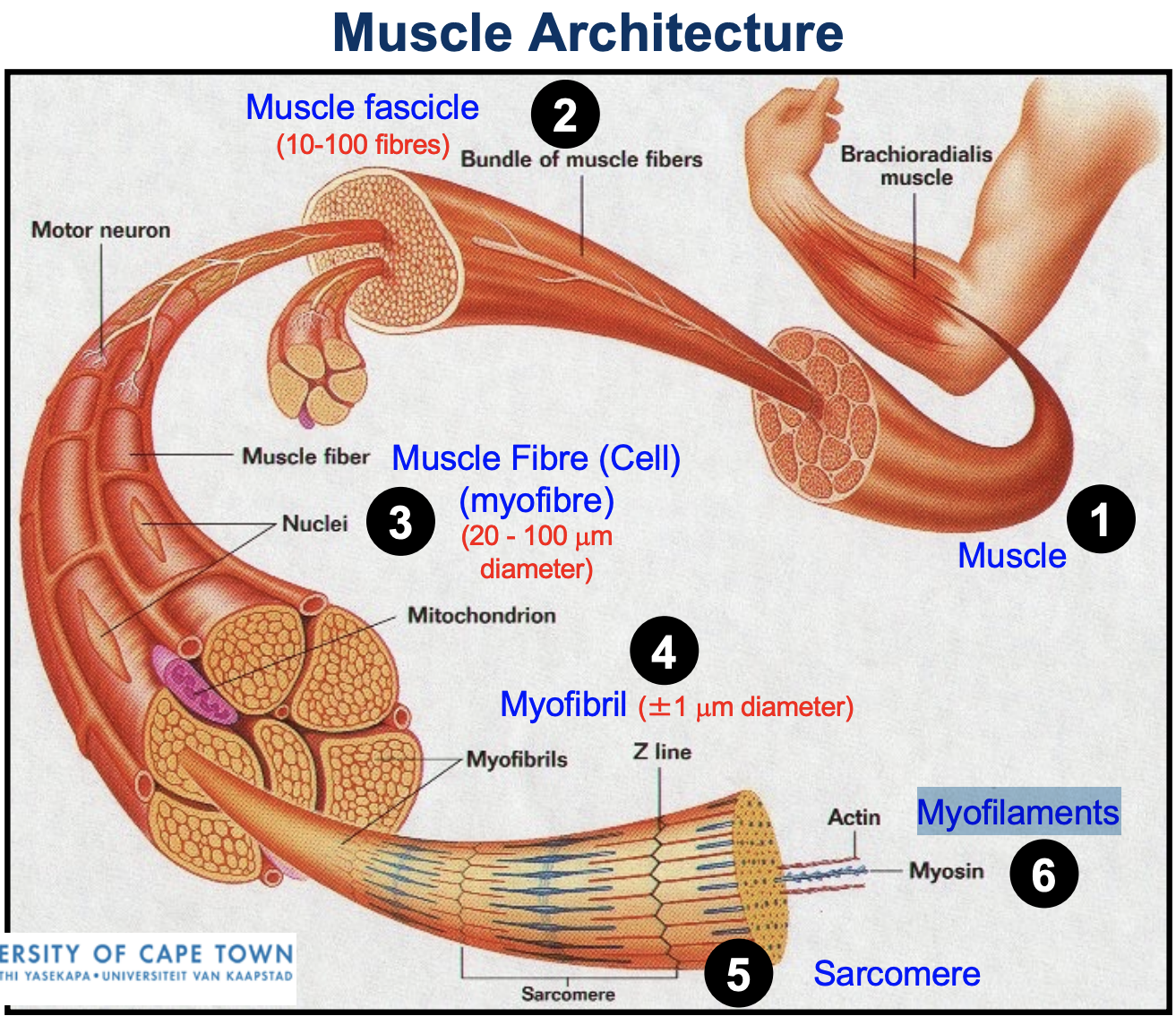 <ol><li><p>Muscle </p></li><li><p>Muscle fascicle </p></li><li><p>Muscle fibre/cell / myofibre </p></li><li><p>Myofibril</p></li><li><p>Sarcomere</p></li><li><p>Myofilaments</p></li></ol><p></p>
