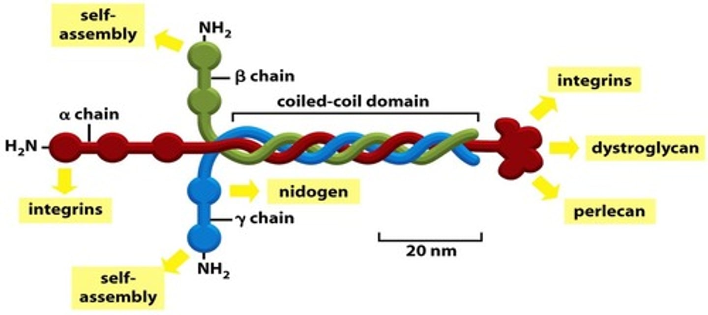 <p>is the protein found in the basement membrane to which integrins from cells attach</p>
