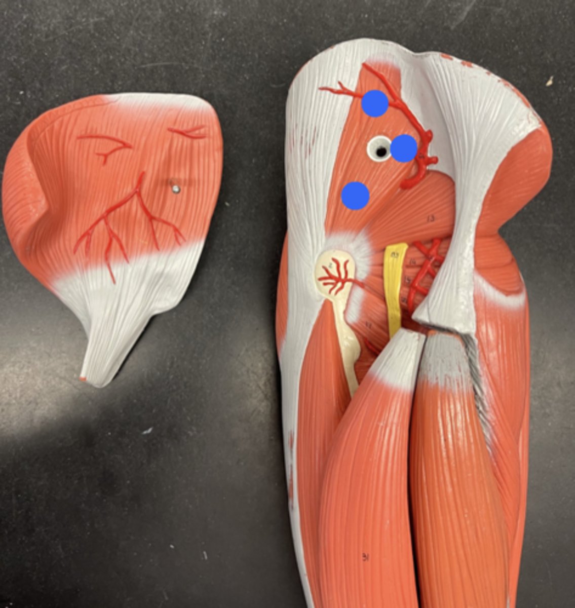 <p>innermost piece</p>