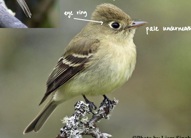 <p>Woodland and forests, especially with steep-walled canyons or ravines</p>