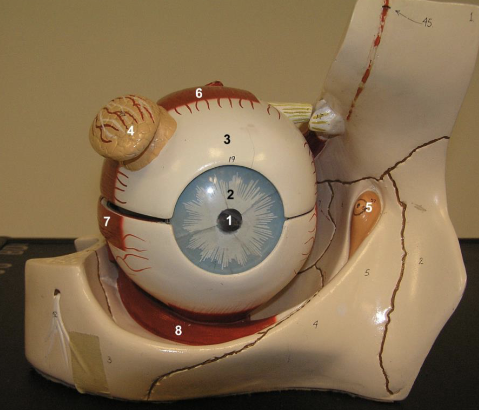 <p>Label figure 1.</p>
