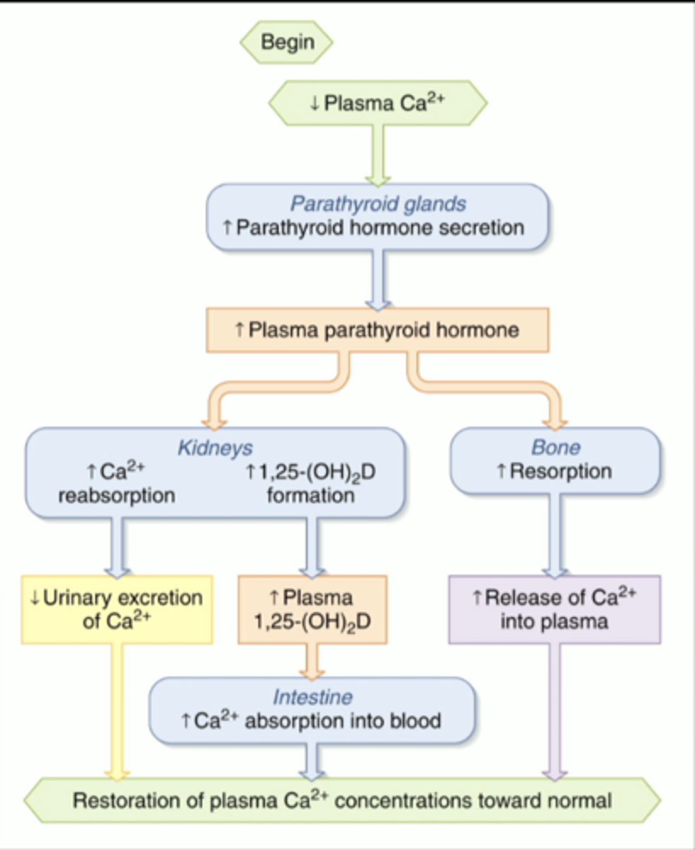 <p>regulation of plasma calcium levels by PTH</p>