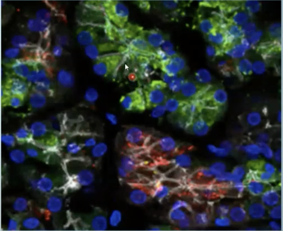 <p>What is Cytodifferentiation (6)?</p>