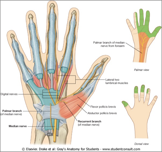 <p><span>palmar cutaneous branch (sensory to mid palm)</span></p><p style="text-align: left;"></p><p style="text-align: left;"><span>Passes through the&nbsp; carpal tunnel &amp; sends off:</span></p><p style="text-align: left;"><span>Recurrent branch</span></p><p style="text-align: left;"><span>&nbsp;&nbsp;&nbsp; (motor to 3 thenar muscles)</span></p><p style="text-align: left;"><span>Digital nerves</span></p><p style="text-align: left;"><span>&nbsp;&nbsp;&nbsp; (Sensory to radial 3 ½ digits)</span></p><p style="text-align: left;"><span>&nbsp;Motor branch to Lumbricals</span></p><p style="text-align: left;"><span>&nbsp;&nbsp; (of the index &amp; middle fingers)</span></p>
