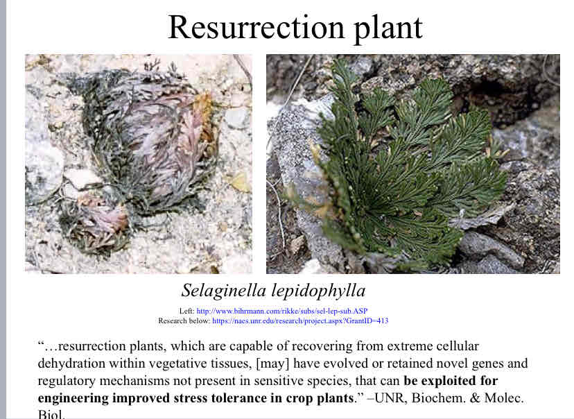 <p>Resurrection Plant</p>