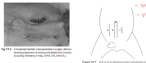 <p>Urinary Bladder Marsupialization in <span style="color: rgb(115, 90, 90)">ruminants</span></p>