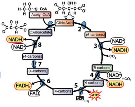 <p>What stage in cellular respiration is depicted?</p>