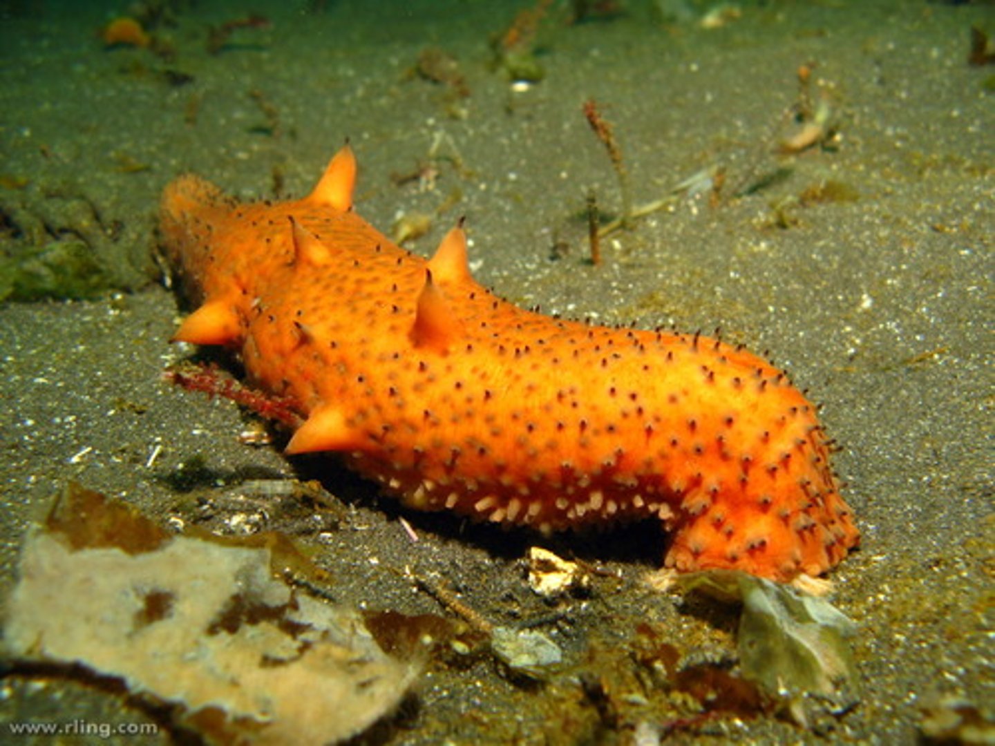 <p>Echinoderm group known as sea cucumbers, characterized by bizarre forms.</p>