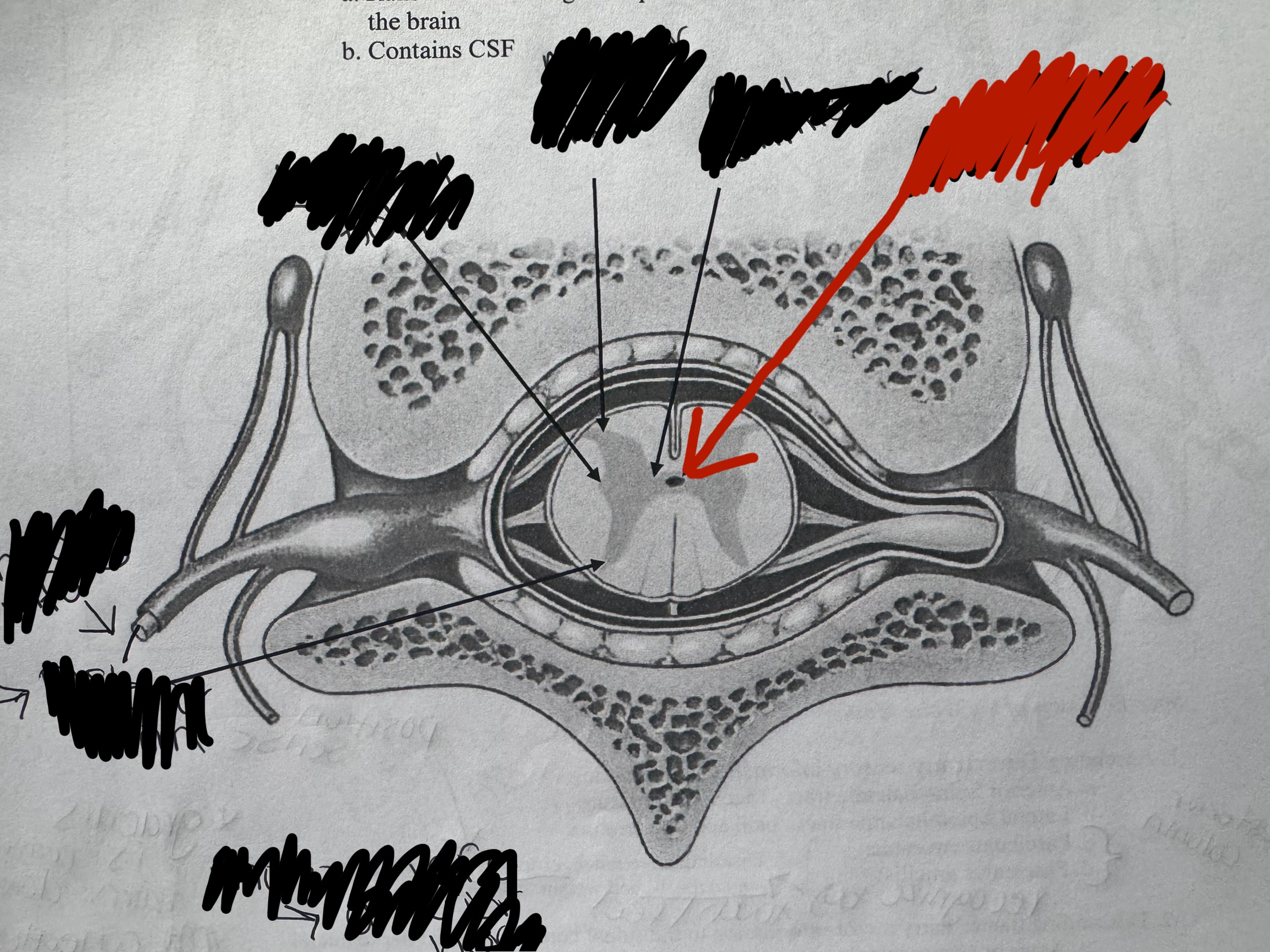 term image