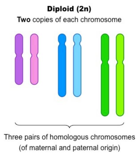 A cell that contains pairs of homologous chromosomes