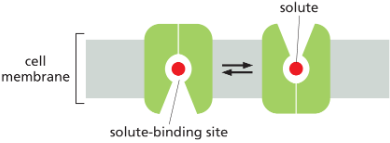 <p>What type of transport membrane protein is this?</p>