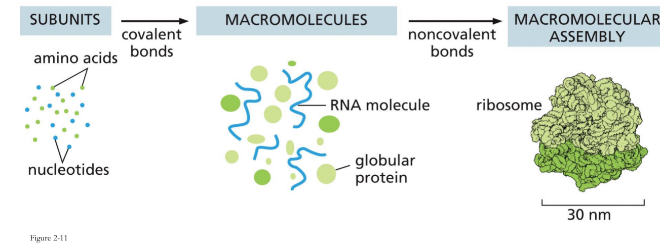 <ul><li><p>Important reason for complexes is when everything is in close proximity is in the cell.</p></li><li><p>By bringing all the necessary components of a biological process together in a single, coordinated protein complex, the cell can dramatically increase the speed, efficiency, and specificity of its functions.</p></li></ul><p></p>
