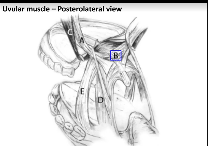 <p>Uvular muscle - stiffen/lift, elevator</p>