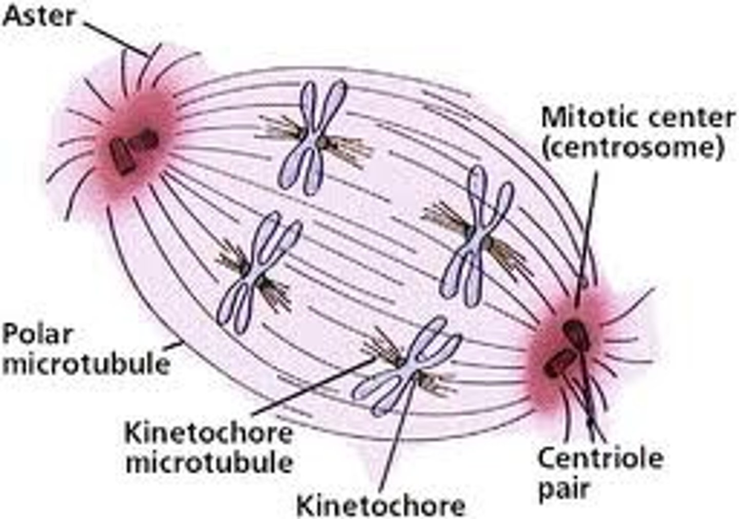 <p>push the poles of the cell away from each other during mitosis</p>
