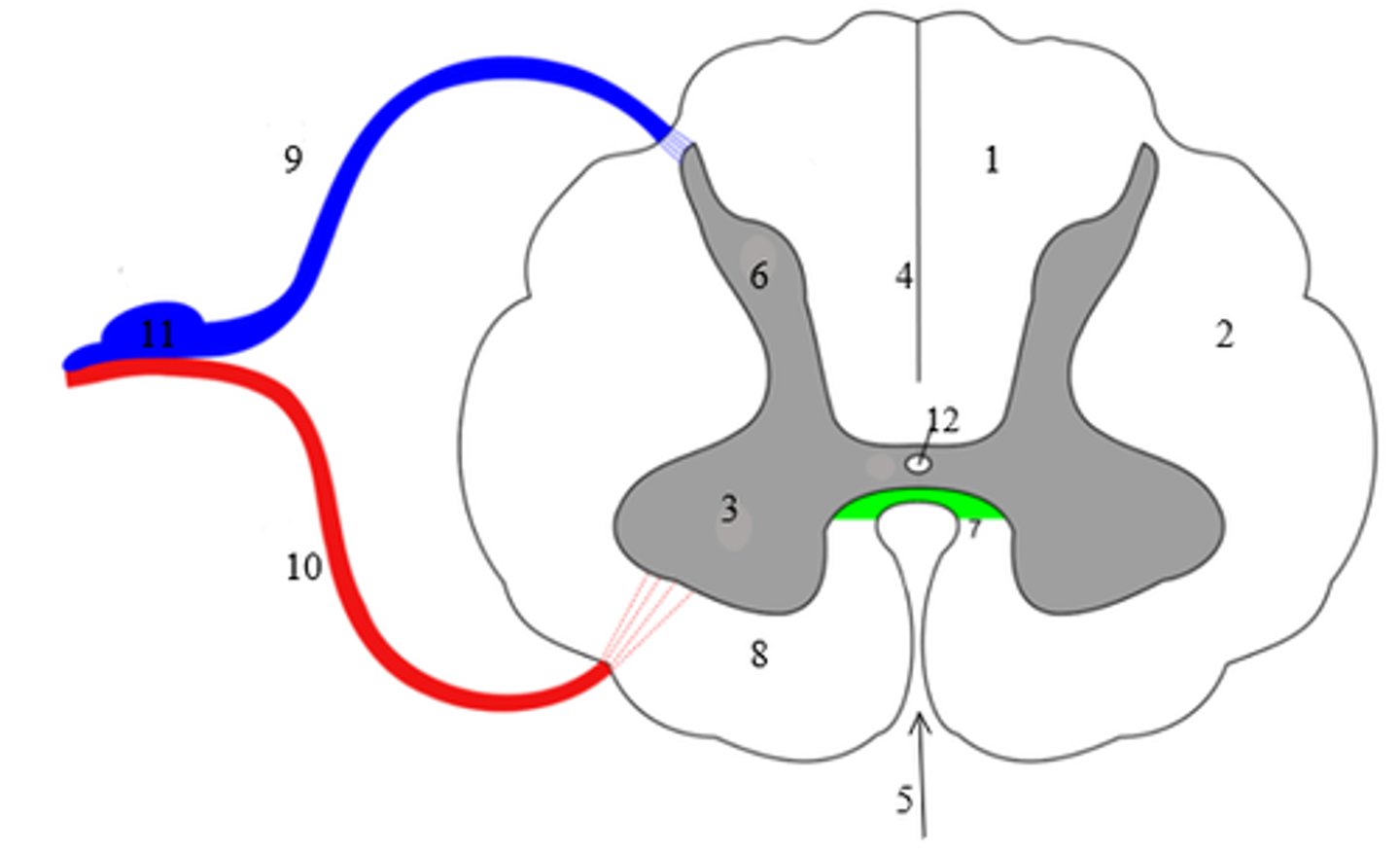 <p>1: Posterior (Dorsal) column</p><p>5: Anterior median fissure</p><p>6: Posterior (Dorsal) horn</p><p>9: Dorsal root</p><p>11: DRG (Dorsal Root ganglion)</p>