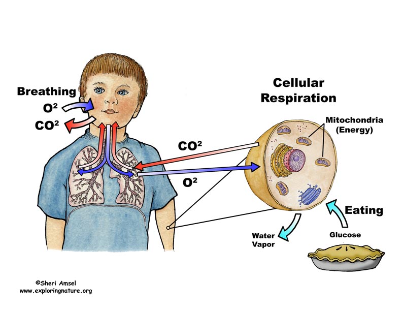 <ul><li><p>the process of breathing in oxygen and breathing out carbon dioxide that take place in the cells of the organism. </p></li><li><p>It is due to this exchange of gases that the cells take the energy from food and make it into ATP, and then release the waste products like CO<sub>2</sub> and water. </p></li><li><p>Cellular respiration is a REDOX reaction.</p></li></ul><p></p><p>When glucose and oxygen reach the cell, the process of cellular respiration is started. </p><ul><li><p>We know that the food we eat is broken down into smaller units such as glucose molecules. </p></li><li><p>Also the oxygen from the air we breathe is carried from lungs through bloodstream into smaller blood vessels, until it reaches the cells.</p></li></ul><p>This process starts in the cells’ cytoplasm and is completed in the mitochondria (the cellular power house).</p>