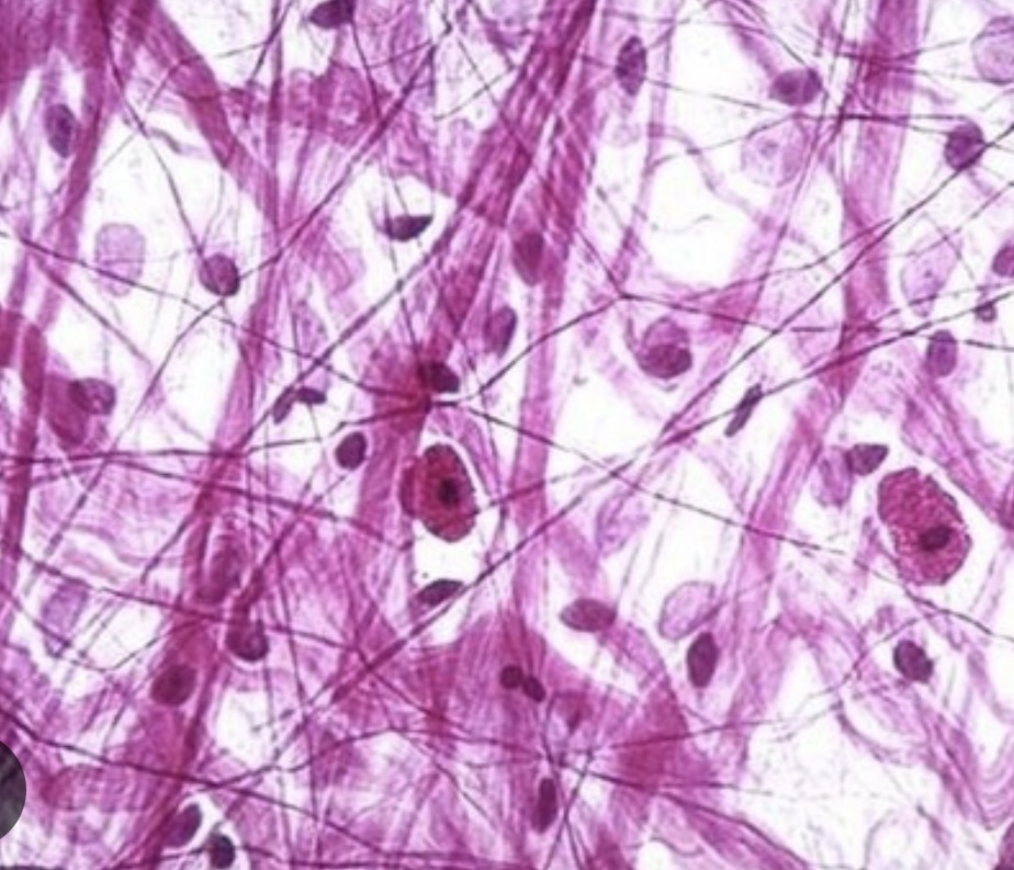 <p>Areolar connective tissue</p>