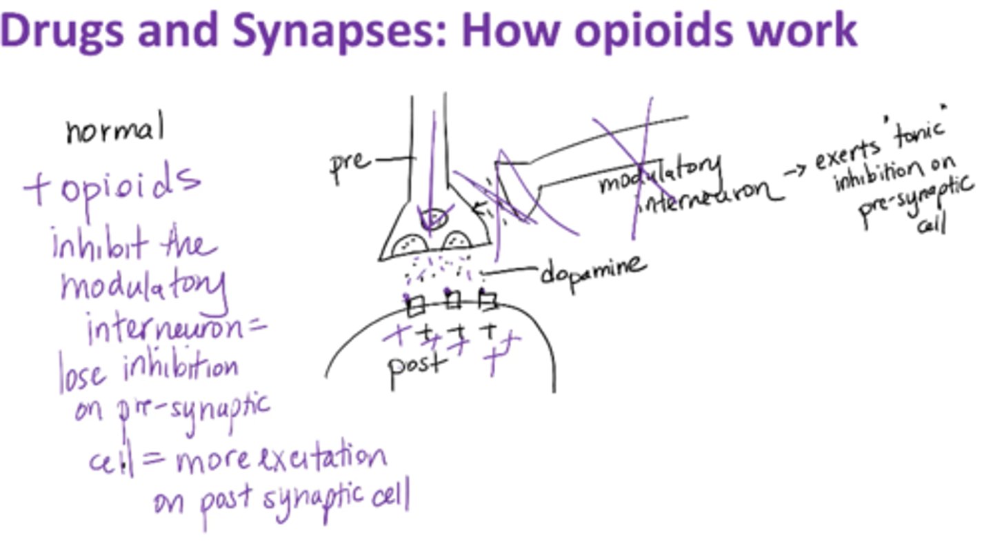 <p>Modulatory interneuron – exerts “tonic (constant)” inhibition on presynaptic cell</p><p>Opioids inhibit the modulatory interneuron → lose inhibition on presynaptic cell → more excitation on post-synaptic cell</p><p>post-synaptic response is excitatory (metabotropic)</p><p>Narcan = antagonist </p><p>neurotransmitter is dopamine </p>