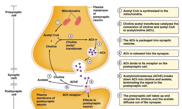 <p>Acetylcholine</p>