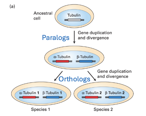<p>closely related proteins in the same species (α-tubulin and β-tubulin</p><p>in humans)</p>