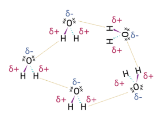 <ul><li><p>Intermolecular bonding between molecules containing N, O, F and the H atom of -NH, -OH, -H</p></li><li><p>H attracts LP of N O F</p></li><li><p>the reason why ice is less dense than water</p></li><li><p>The reason for water’s high M.P. and B.P.</p></li></ul><p></p>