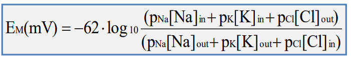 <p>• Goldman constant field equation gives predicted membrane potential based on concentration gradients for principal permanent ions </p><p>• p = relative permeability for each ion (other ions e.g. Calcium are essential impermeable in an unstimulated neuron) </p><p>• Position of positive and negative ions due to opposite effects on membrane potential</p><p>• At rest, K most permeable (pK=1.00), with pCl=0.45 and pNa=0.04. </p><p>Hence: E (mV)=-67.4 mV</p>