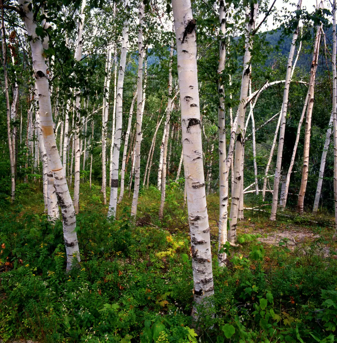 <p>paper birch</p>