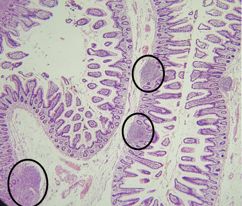 <p>Identify the segment</p>