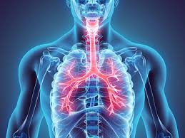 <p>(adj)  <span>/ˈrespərətɔːri/</span></p><p><span>connected w breathing</span></p><ul><li><p><em>Air pollution can cause serious </em><strong><em>respiratory problems</em></strong><em>, especially in children and the elderly.</em></p></li></ul><h4 id="ed35a9be-cb25-46ed-907c-46497de1dca9" data-toc-id="ed35a9be-cb25-46ed-907c-46497de1dca9" collapsed="false" seolevelmigrated="true">→ <mark data-color="yellow" style="background-color: yellow; color: inherit">respiratory</mark> system // disease // infection // issue/problem</h4><p></p>