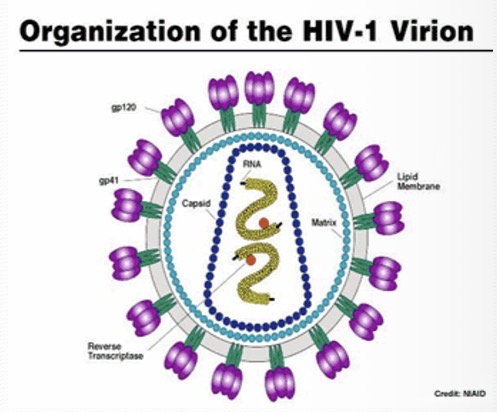 <p>HIV</p>