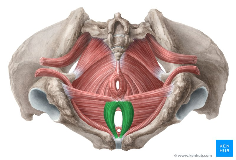 <p>Male: aids in urine and semen expulsion, and erection of penis; Females: constricts vaginal orifice, and assists in the erection of the clitoris</p>