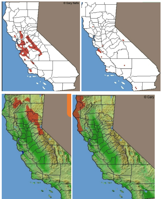 <p>Which ambystomatidae range?</p>