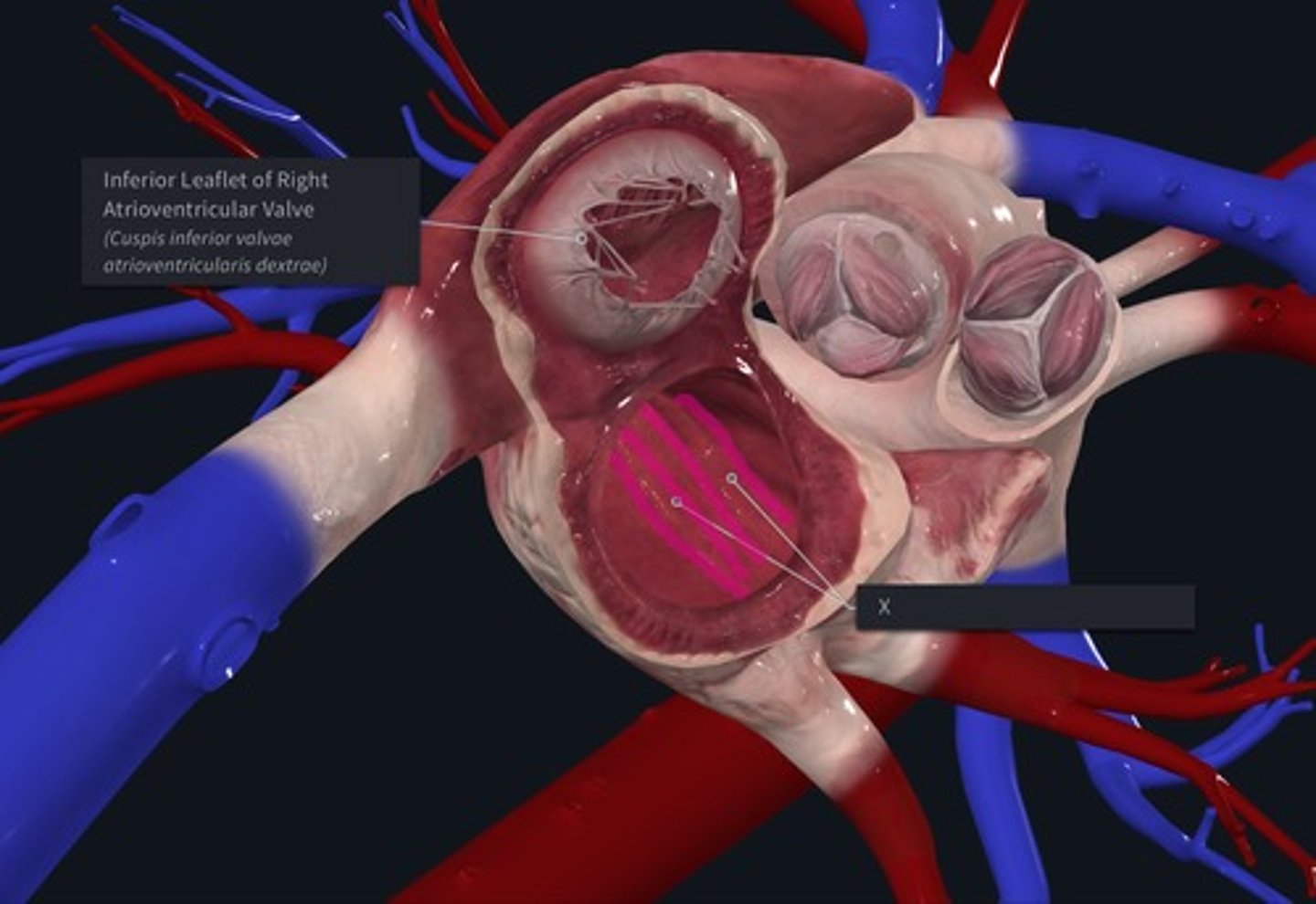 <p>Name the muscles marked with the X and highlighted pink</p>