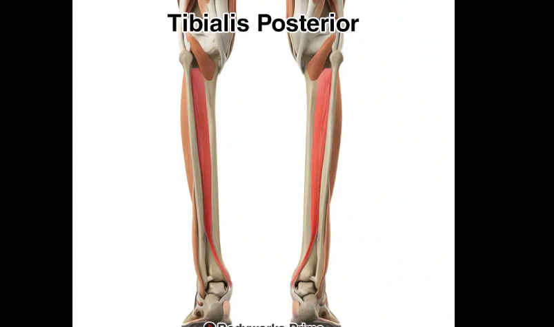 <p><span>Leg: An invertor is the tibialis posterior.</span></p>