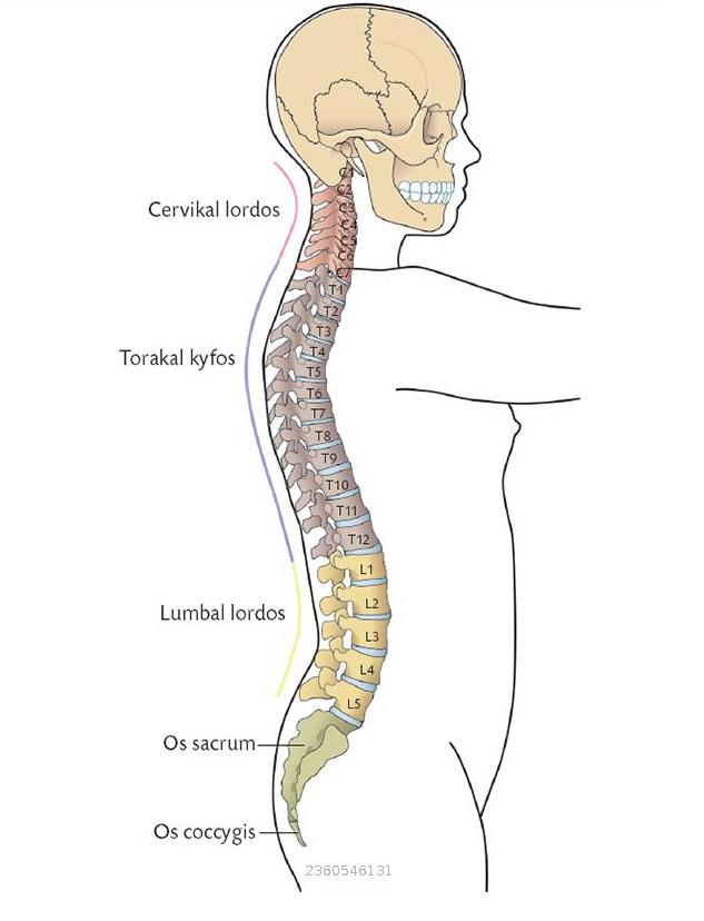 <p>Columna vertebralis består av:</p><p>7 st halskotor=cervikalkotor, C1-C7. De två översta halskotorna har egna namn. Den alra översta,</p><p>atlas, bär upp huvudet. Atlas saknar kotkropp och har formen av en ring. Den har två bågar, främre</p><p>och bakre bågen och ledytor mot skallbenet. Den andra halskotan, axis, har i stället för kotkropp en</p><p>kraftig tagg, dens axis (dens=tand). Den roterar mot atlas främre båge – här sker huvudvridningar.</p><p>- 12 st bröstkotor=thorakalkotor, Th1-Th12</p><p>- 5 st ländkotor=lumbalkotor, L1-L5</p><p>De sista kottyperna i ryggraden växer samman till två ben:</p><p>- 5 st korskotor=korsben=sacrum (sammanväxning sker strax efter födelsen)</p><p>- 3-5 st svanskotor=svansben=os coccygis (sammanväxningen sker i 30-35 årsålder)</p>