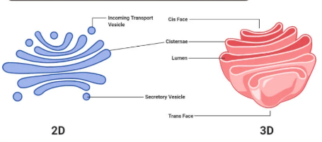 <p>Biomolecules:</p><ul><li><p>proteins = series of smooth, stacked membranes</p></li><li><p>only eukaryotic, plant and animal cells</p></li></ul><p>Function:</p><ul><li><p>transport, sort and modify proteins + lipids if needed (step 5) <span>(a carbohydrate tail, adding a phosphate group, etc)</span></p></li><li><p>package then transport into vesicles</p></li></ul><p></p>