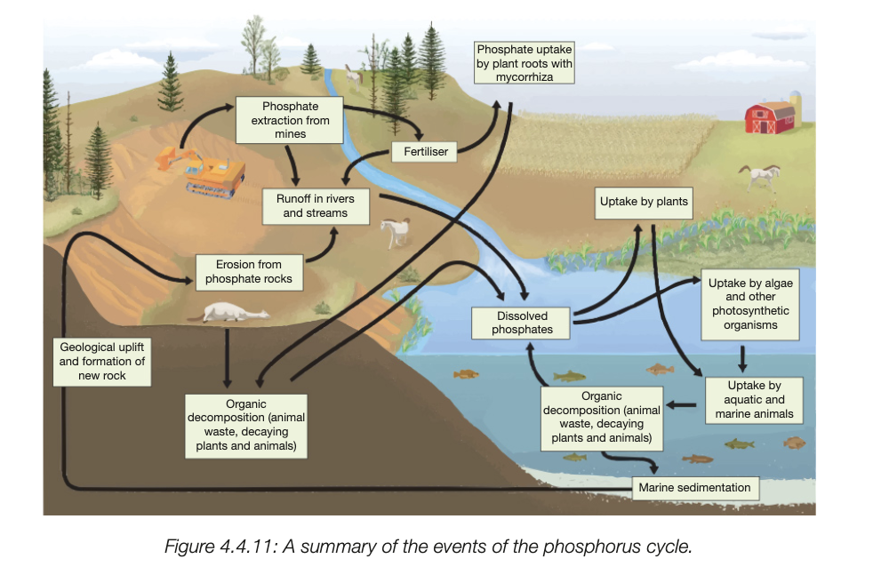 <ul><li><p>phosphoirus mainly found in rocks and sediments</p></li><li><p>wearthering and erosion of rocks, releases inorganic phosphate into soil and water</p></li><li><p>plants absorb phosphate through rooots</p></li><li><p>plants have evolved mycorrihazae - symbiotic reltaionship between fungi adn plant roots, fungi enhance plants ability to absorb water and nutrients, plan give sfungi carbs from photosyntehsis</p></li><li><p>animals consume plants, obtaining phosphorus molecules into tissues, contineu down food chain</p></li><li><p>dead animals decomposed by organic matter, return phosphorus to soil as inorganic phosphate</p></li><li><p>leached into water, settels and forms sedimentary rock and restrats cycle through geological uplift</p></li></ul><p></p>