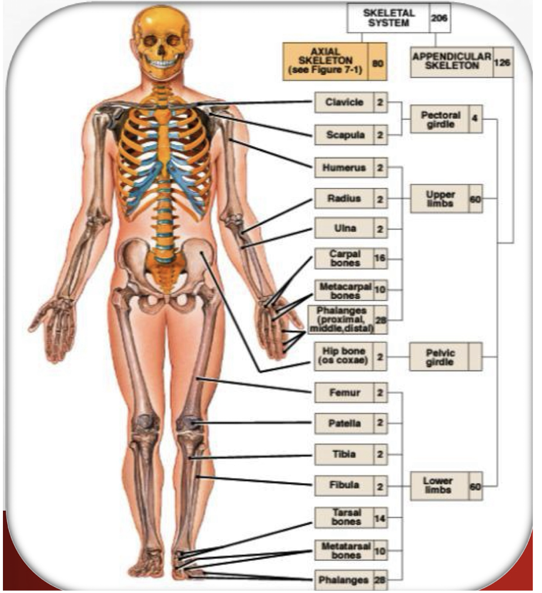 <p>Portion of the skeleton consisting of 126 bones of the limbs and their supporting girdles that connect to the trunk.</p>