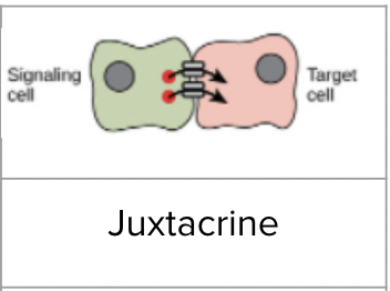 <p><span style="background-color: transparent; font-family: "Proxima Nova", sans-serif;"><span>Cells communicate with adjacent cells through direct contact</span></span></p><ul><li><p><span style="background-color: transparent; font-family: "Proxima Nova", sans-serif;"><u><span>Paracrine signaling</span></u><span> - cells communicate to nearby cells by releasing chemical messengers</span></span></p><ul><li><p><span style="background-color: transparent; font-family: "Proxima Nova", sans-serif;"><span>Ex. neurotransmitters released into a synapse</span></span></p></li></ul></li><li><p><span style="background-color: transparent; font-family: "Proxima Nova", sans-serif;"><u><span>Endocrine signaling</span></u><span> - cells communicate to cells far away by releasing chemical messengers that are carried to the target cell</span></span></p><ul><li><p><span style="background-color: transparent; font-family: "Proxima Nova", sans-serif;"><span>Ex. adrenaline is produced by adrenal glands, released into the bloodstream, and carried to the heart and other muscles</span></span></p></li></ul></li></ul><p></p>