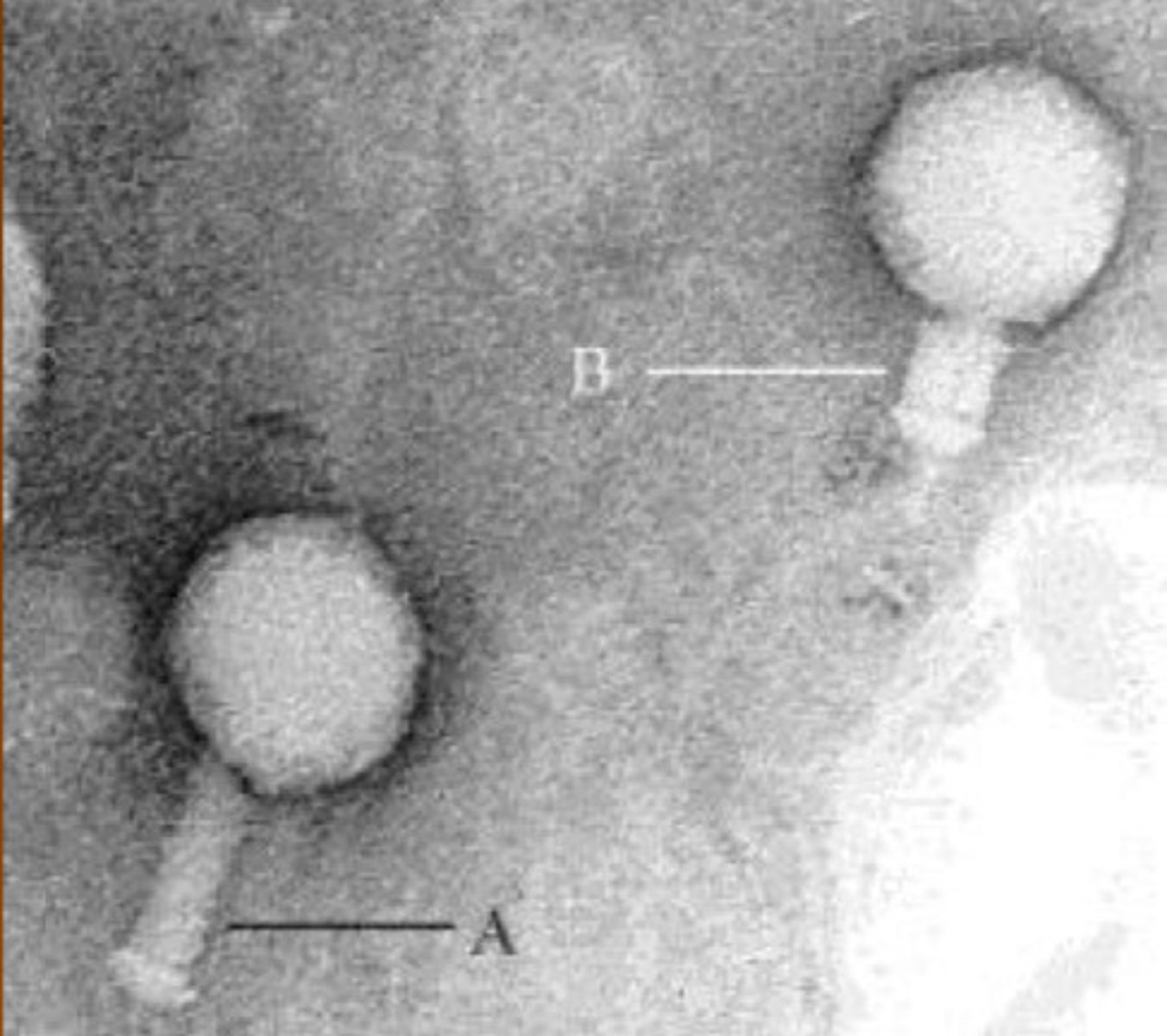 <p>Virus</p>