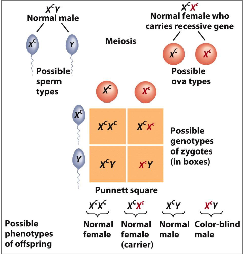 <p>To determine the probability of genotypic combinations in offspring and predict phenotypic ratios.</p>