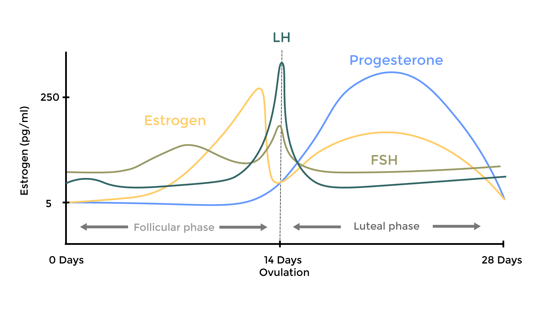 <ul><li><p>The pituitary gland produces <strong>FSH </strong>which stimulates the development of a <strong>follicle</strong> in the ovary. An egg develops inside the follicle and the follicle produces the hormone <strong>oestrogen</strong></p></li><li><p>Oestrogen causes <strong>growth and repair of the lining of the uterus wall</strong> and inhibits production of <strong>FSH. </strong>When oestrogen rises to a high enough level it stimulates the release of <strong>LH</strong> from the pituitary gland which causes <strong>ovulation</strong> (usually around day 14 of the cycle)</p></li><li><p>The follicle becomes the <strong>corpus luteum</strong> and starts producing <strong>progesterone. </strong>Progesterone <strong>maintains the uterus lining</strong> (the thickness of the uterus wall). If the ovum is not fertilised, the corpus luteum breaks down and progesterone levels drop. This causes <strong>menstruation</strong>, where the uterus lining breaks down and is removed through the vagina - commonly known as having a period</p></li><li><p>If pregnancy does occur the corpus luteum <strong>continues to produce progesterone</strong>, preventing the uterus lining from breaking down and<strong> aborting</strong> the pregnancy</p></li><li><p>It does this until the <strong>placenta</strong> has developed, at which point it starts secreting progesterone and <strong>continues to do so throughout the pregnancy</strong></p></li></ul>