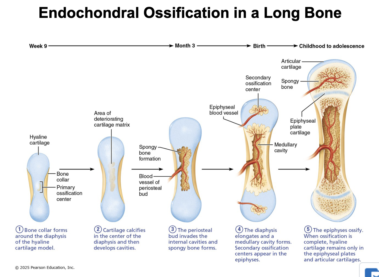 <ul><li><p>Bone forms by replacing hyaline cartilage model</p></li><li><p>Bones are called cartilage (endochondral) bones</p></li><li><p>Form most of skeleton / all bones below the skull (except the clavicles)</p></li><li><p>Begins in 2nd month</p></li><li><p>more complex</p></li></ul><p></p>